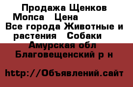 Продажа Щенков Мопса › Цена ­ 18 000 - Все города Животные и растения » Собаки   . Амурская обл.,Благовещенский р-н